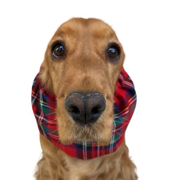 Earmuffs-for-dogs-flannel-tartan-red-worn Paraorecchie per cani in tartan flanella - Disponibile in molteplici colori