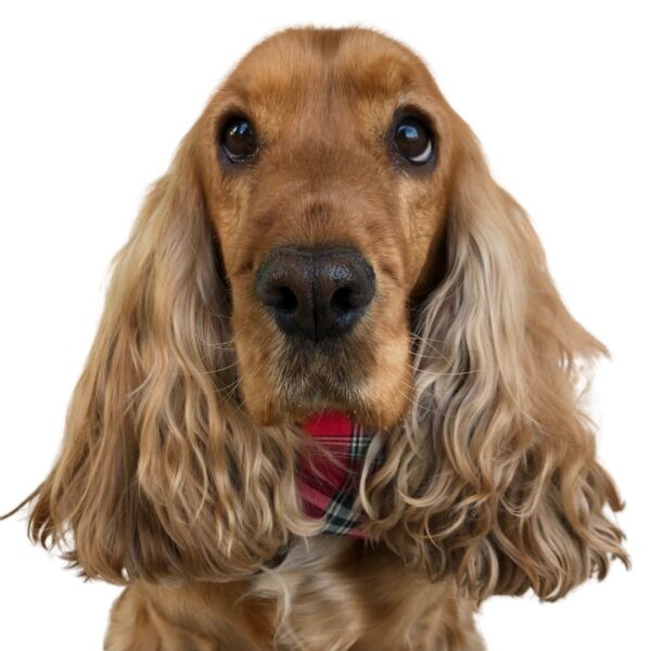 Red Tartan Cotton Dog Snood