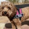 Custom patch for Julius-K9 harness or similar