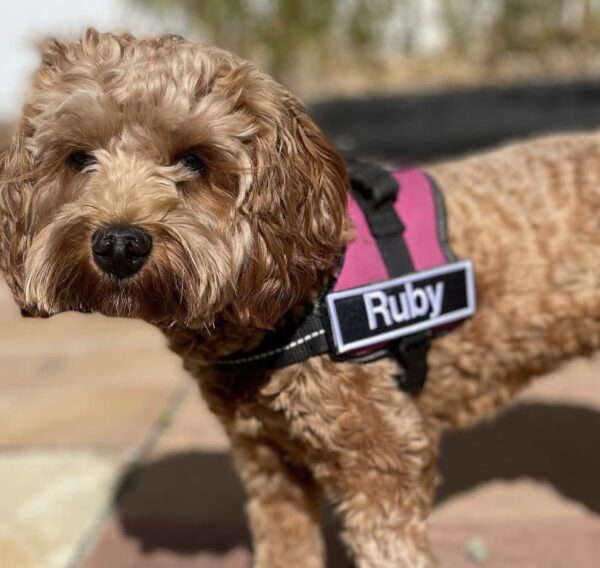 Custom patch for Julius-K9 harness or similar