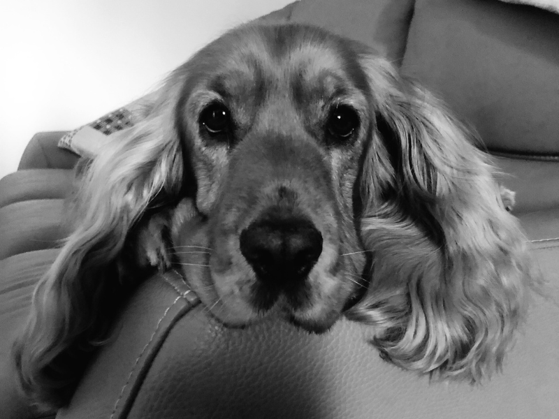 Cocker & Co - Who I am - Sophie