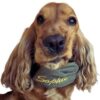 Paraorecchie per cani in 100% cotone - Disponibile in molteplici colori
