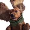 Paraorecchie per cani in tessuto impermeabile - Jurassic khaki