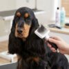 GRO 5769 Premium Cardatore per cani - Spazzola per sottomanto, Misura M
