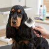 GRO-5769-Premium-Cardatore-per-cani-dettaglio GRO 5769 Premium Cardatore per cani - Spazzola per sottomanto, Misura M